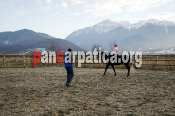 Imagine herghelie de cai din pensiunea Panicel-Rasnov cu spatiu de calarie