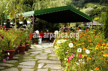 Imagine gradina cu flori superbe si multa verdeata situata in pensiunea Orizont din Farcasa
